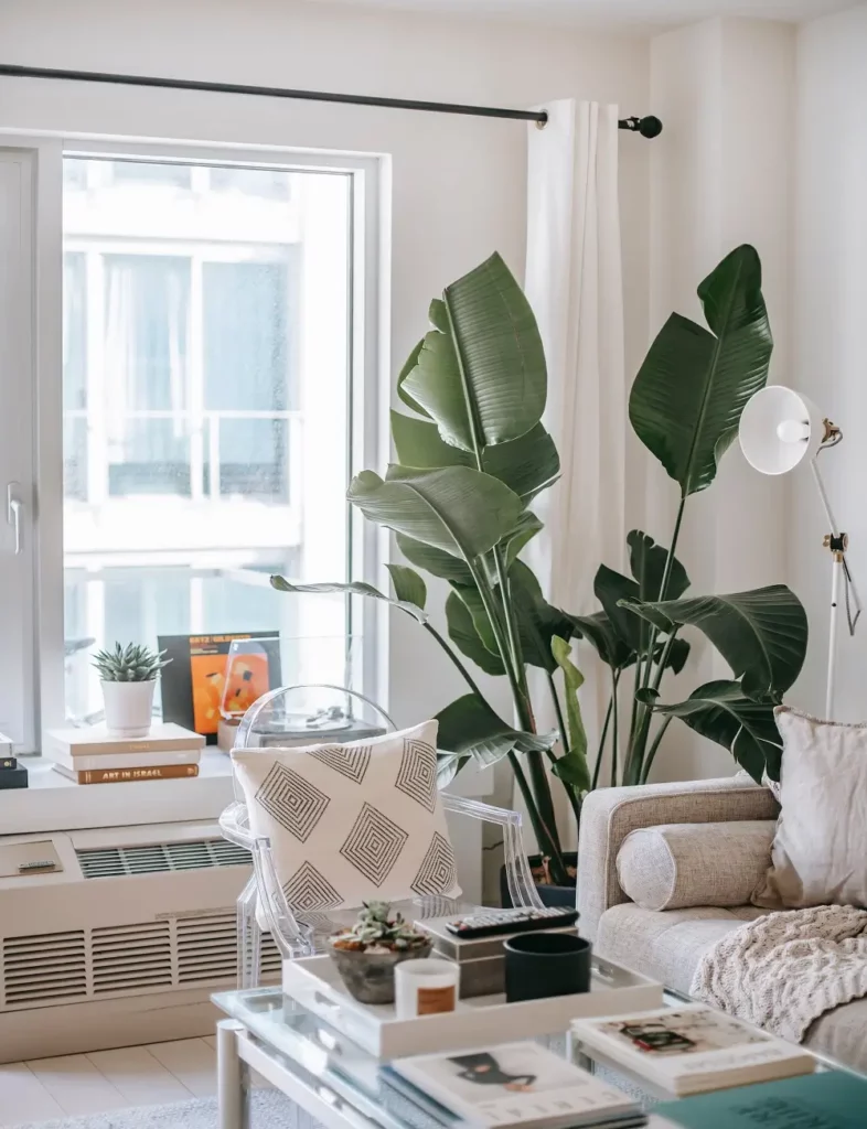 home decor ideas with large indoor plants