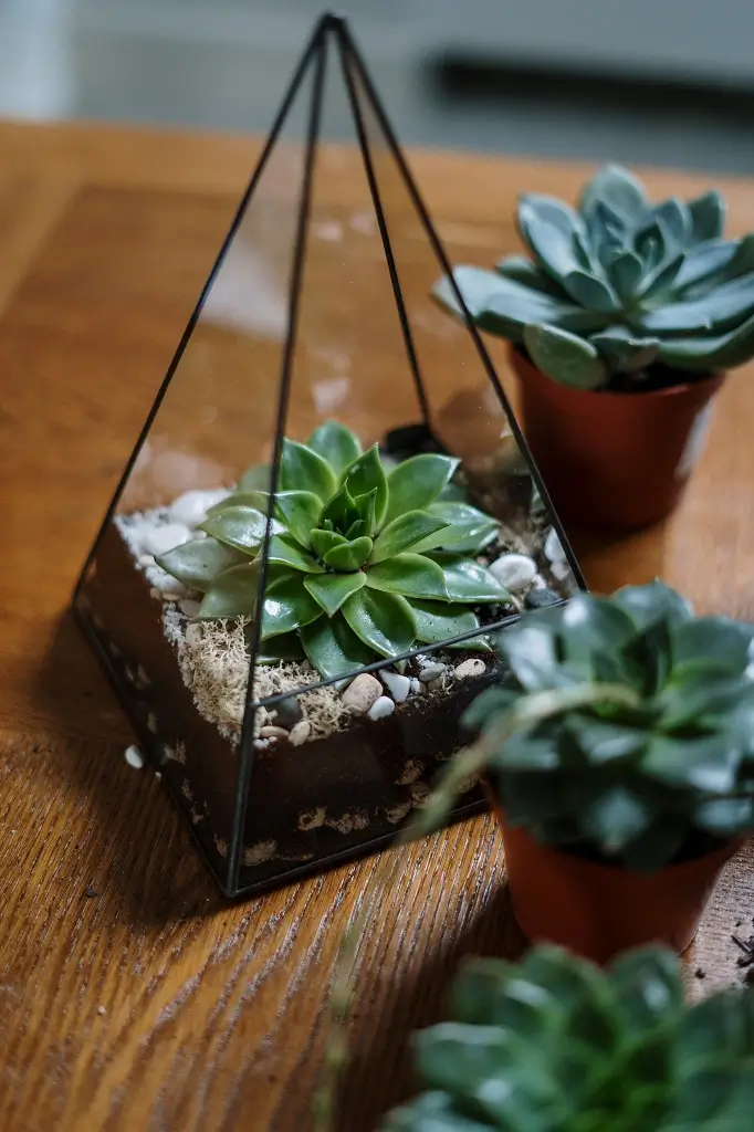 decorative houseplants for your plant loving partner