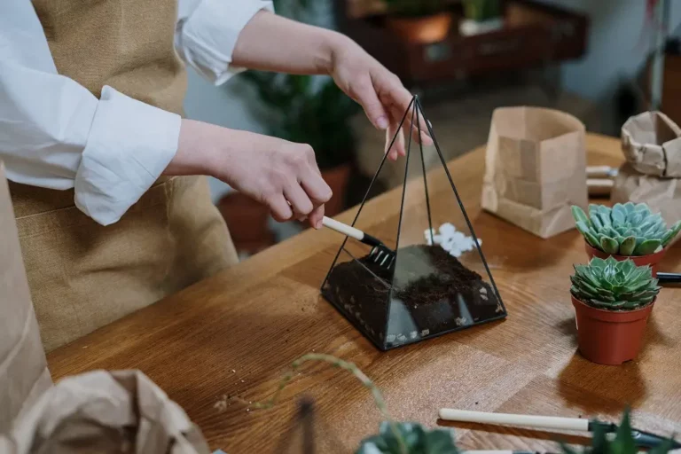 diy decorative houseplants for your plant loving partner
