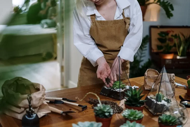 diy decorative houseplants for your plant loving partner