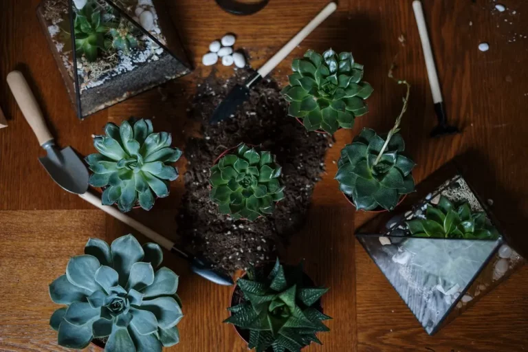 diy decorative houseplants for your plant loving partner
